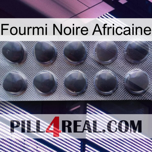 African Black Ant 30